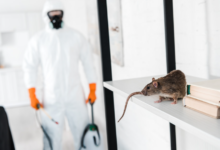 Trusted Exterminators in Chelmsford: Protecting Your Home from Pests