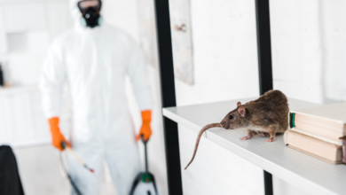 Trusted Exterminators in Chelmsford: Protecting Your Home from Pests