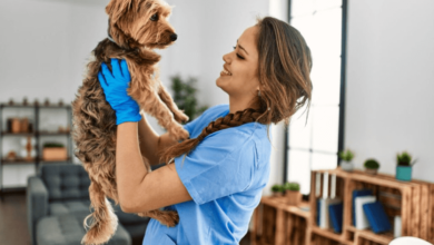 Reliable Services at a 24 Hour Vet