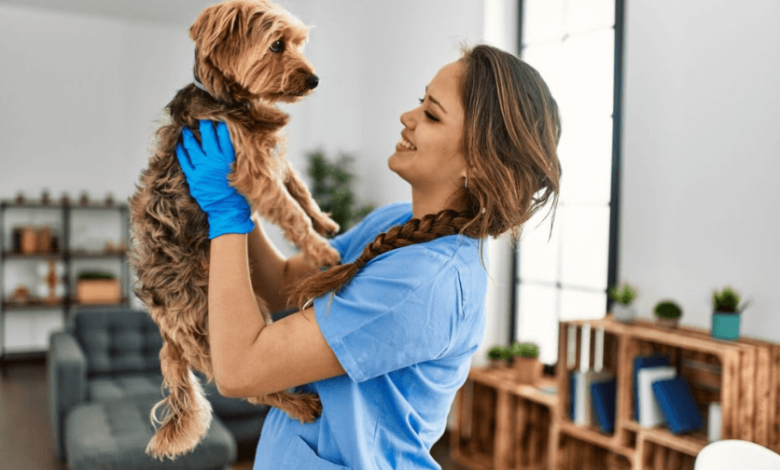 Reliable Services at a 24 Hour Vet