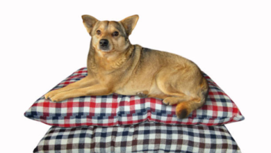 Dog Bed Covers Washable: Convenience, Cleanliness, and Comfort 