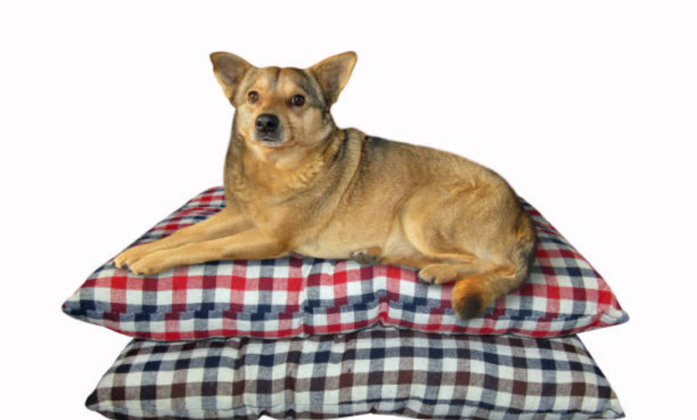 Dog Bed Covers Washable: Convenience, Cleanliness, and Comfort 
