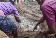 India Fish Market: Growth, Trends, and the Road to a INR 5,477 Billion Industry