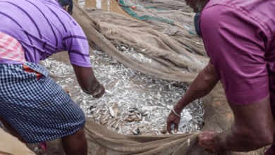 India Fish Market: Growth, Trends, and the Road to a INR 5,477 Billion Industry