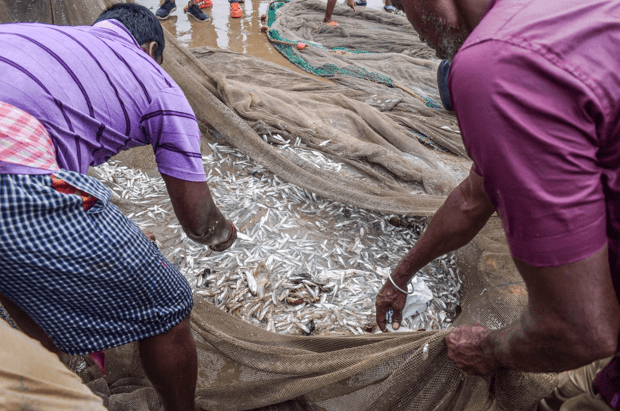 India Fish Market: Growth, Trends, and the Road to a INR 5,477 Billion Industry